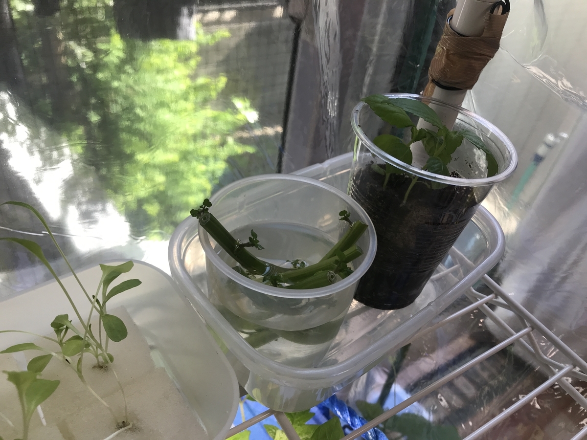 ハーブ