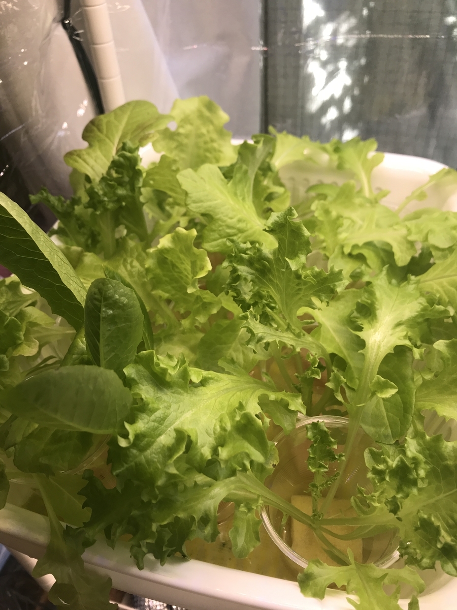 間引いたレタスも順調に生育