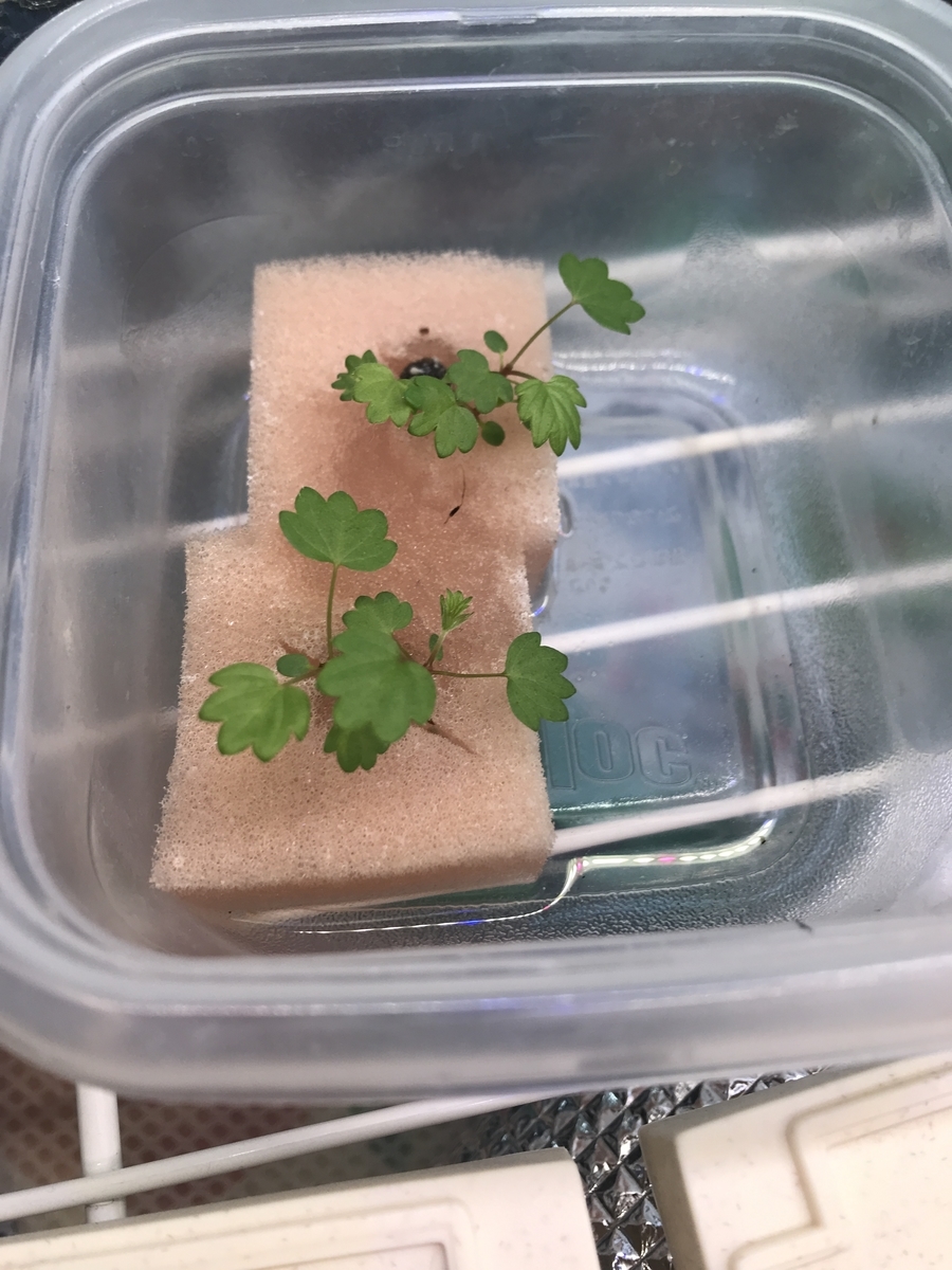 イチゴも大きくなってきました