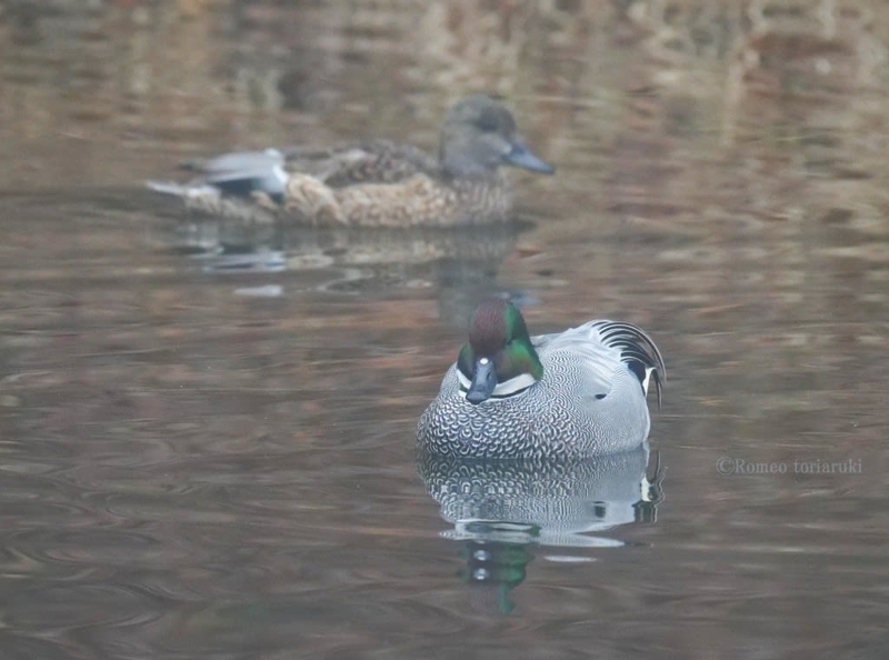濃霧の朝のヨシガモ - 気楽に《とり~鳥&撮り》歩き