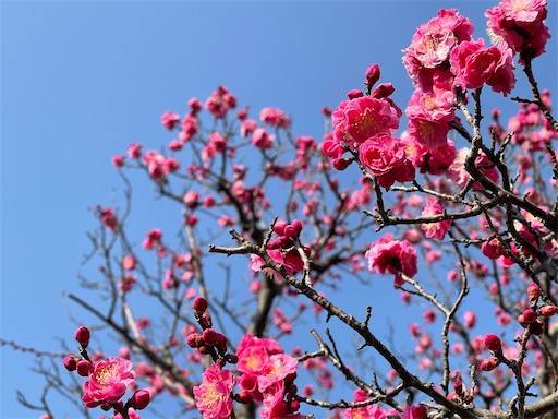 f:id:romiehk:20220313160608j:image