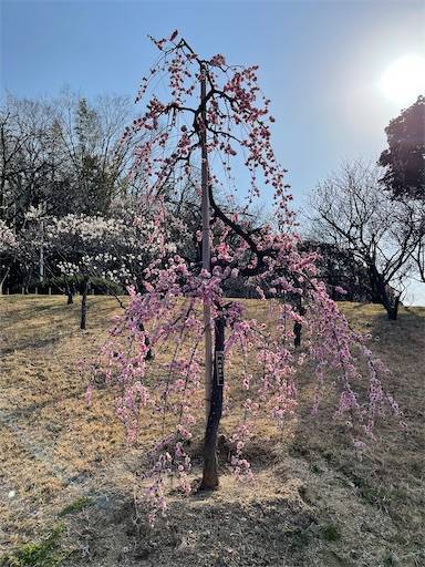 f:id:romiehk:20220313160620j:image