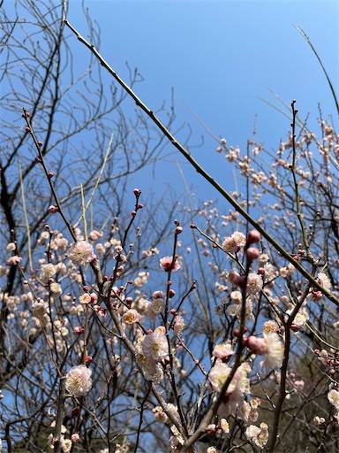 f:id:romiehk:20220313160623j:image