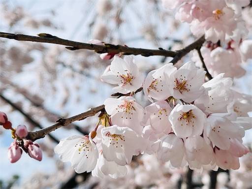 f:id:romiehk:20220320200706j:image