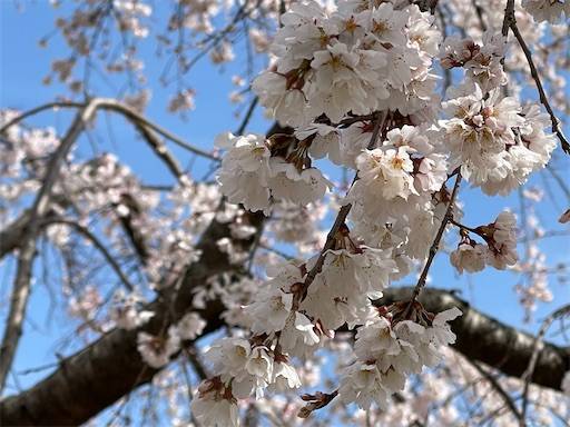 f:id:romiehk:20220320200708j:image