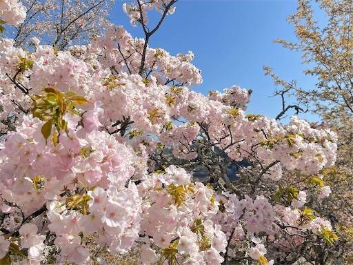 f:id:romiehk:20220411164409j:image