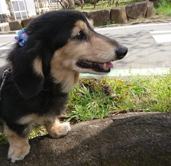 画像　犬　散歩