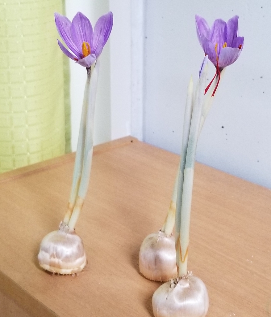 f:id:ronbun_yomu:20190120040351j:plain