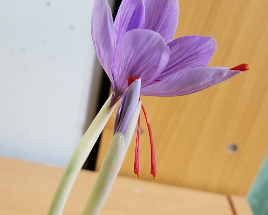 f:id:ronbun_yomu:20190120041010j:plain