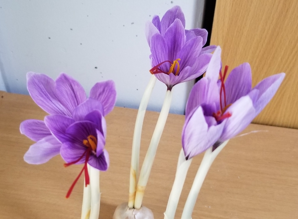 f:id:ronbun_yomu:20190120041723j:plain