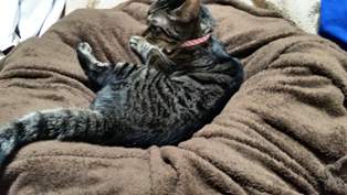 猫と茶色い毛布
