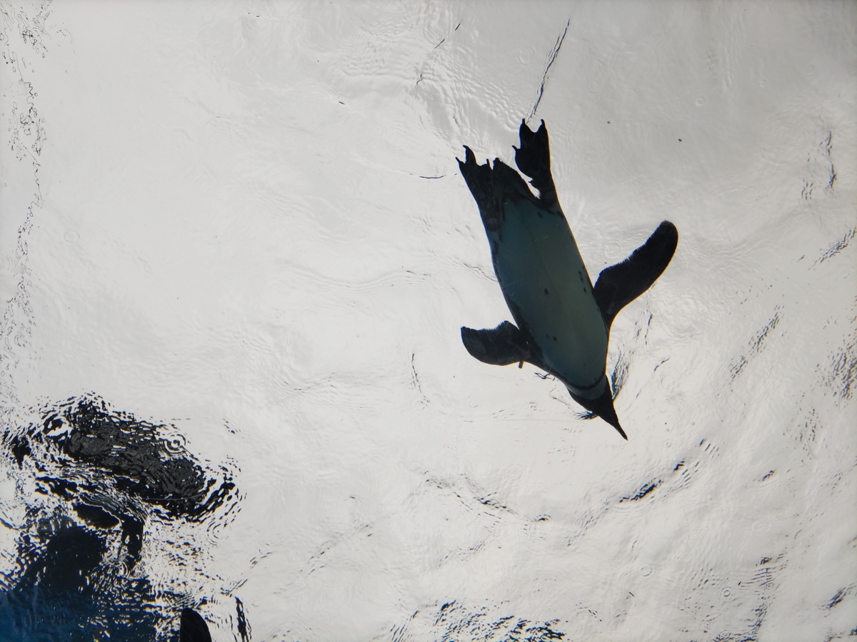 penguin