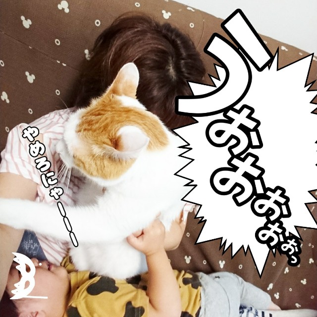 もしかして臭ってる？猫の臭い対策♡おすすめグッズ4選！ - Ronちゃん 