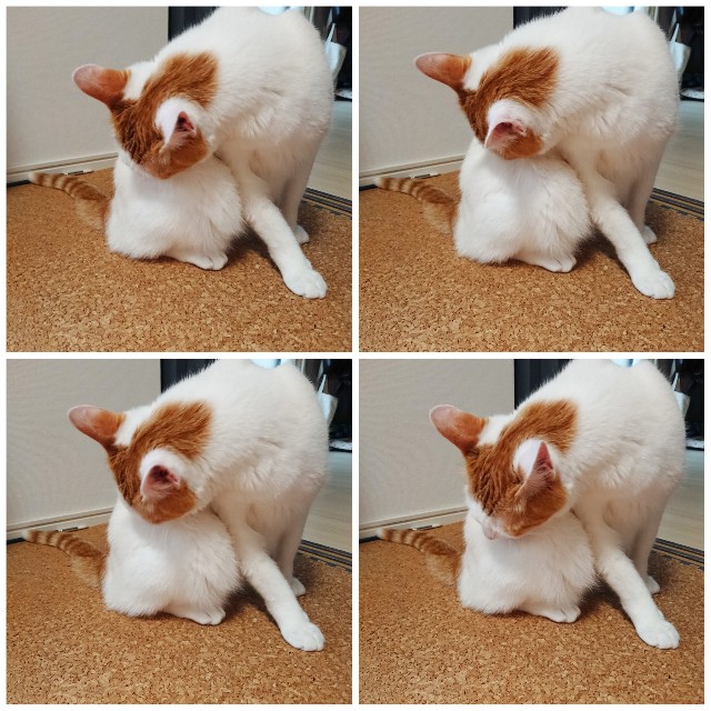 もしかして臭ってる？猫の臭い対策♡おすすめグッズ4選！ - Ronちゃん 