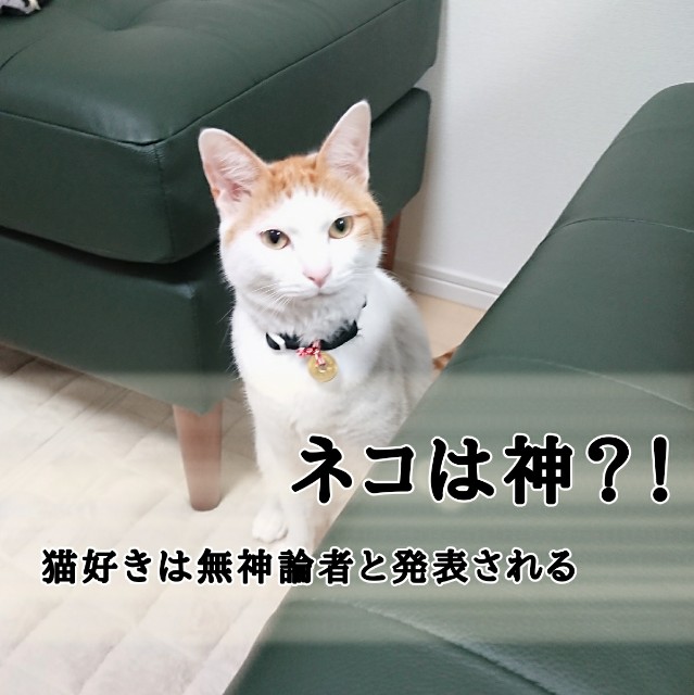 猫は神 ネコ好きは無神論者 という研究結果が発表された Ronちゃんたろ ねこな日々