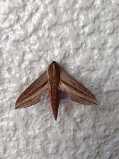 f:id:roninsei:20130906074213j:image