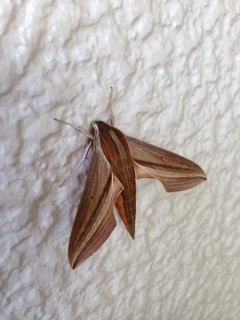 f:id:roninsei:20130906074233j:image