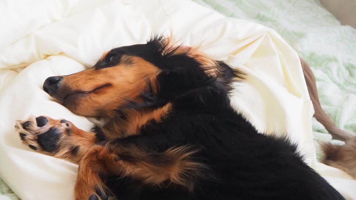 靴下をボロボロにした犯人わんこ