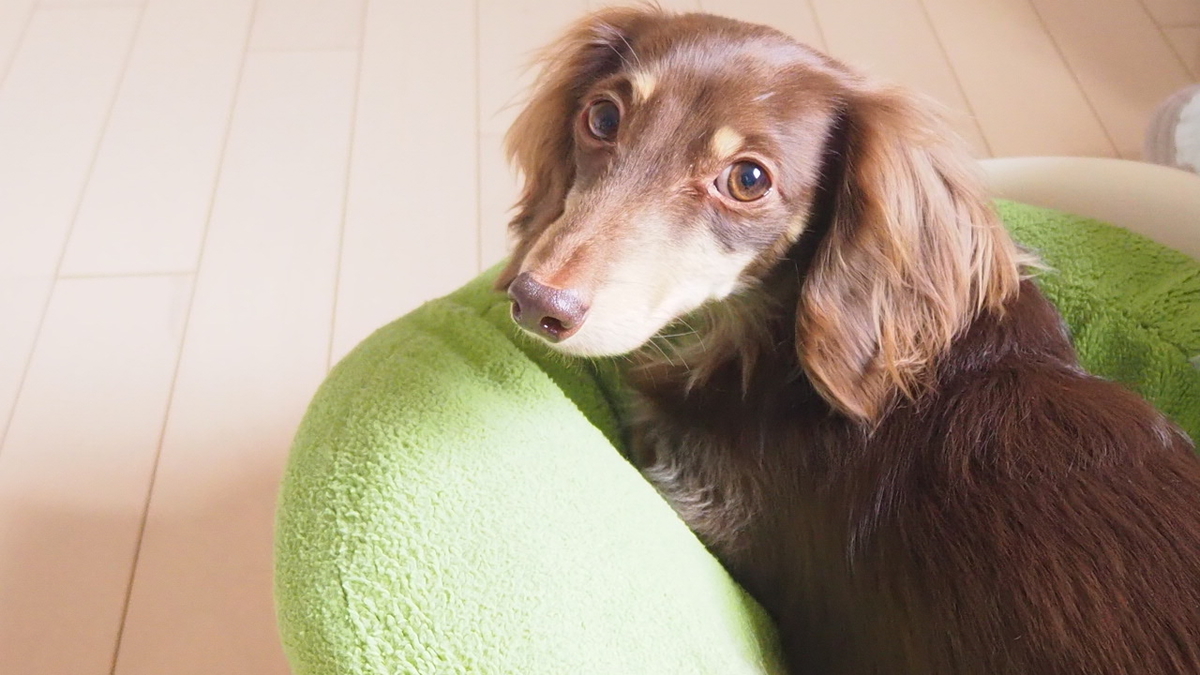 可愛すぎるカメラ目線の犬