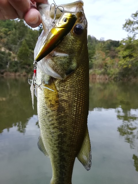 f:id:room326326:20181026143543j:image