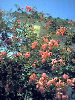 f:id:rootsy:20040731102257j:image