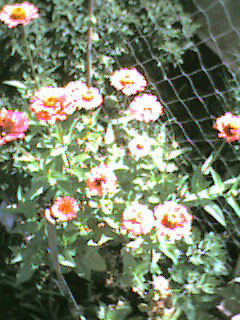f:id:rootsy:20040731102356j:image