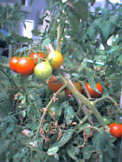 f:id:rootsy:20040731102436j:image