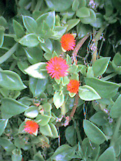 f:id:rootsy:20040731102510j:image