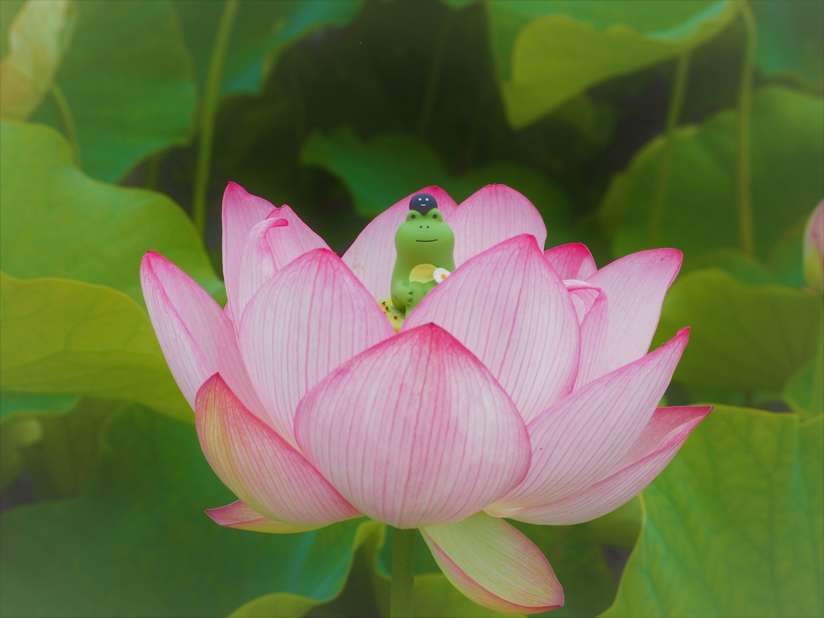 蓮の花にたたずむカエル親子（2022/11/13)今朝の一枚） - 土佐の高知の