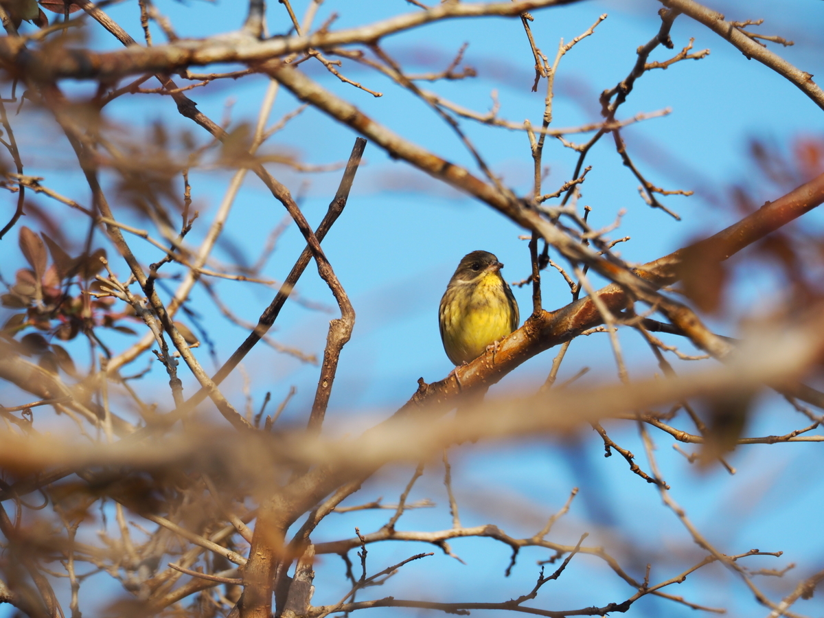 幸せの黄色い鳥（2023/1/9今朝の一枚） - 土佐の高知の”ロッピコポン酢
