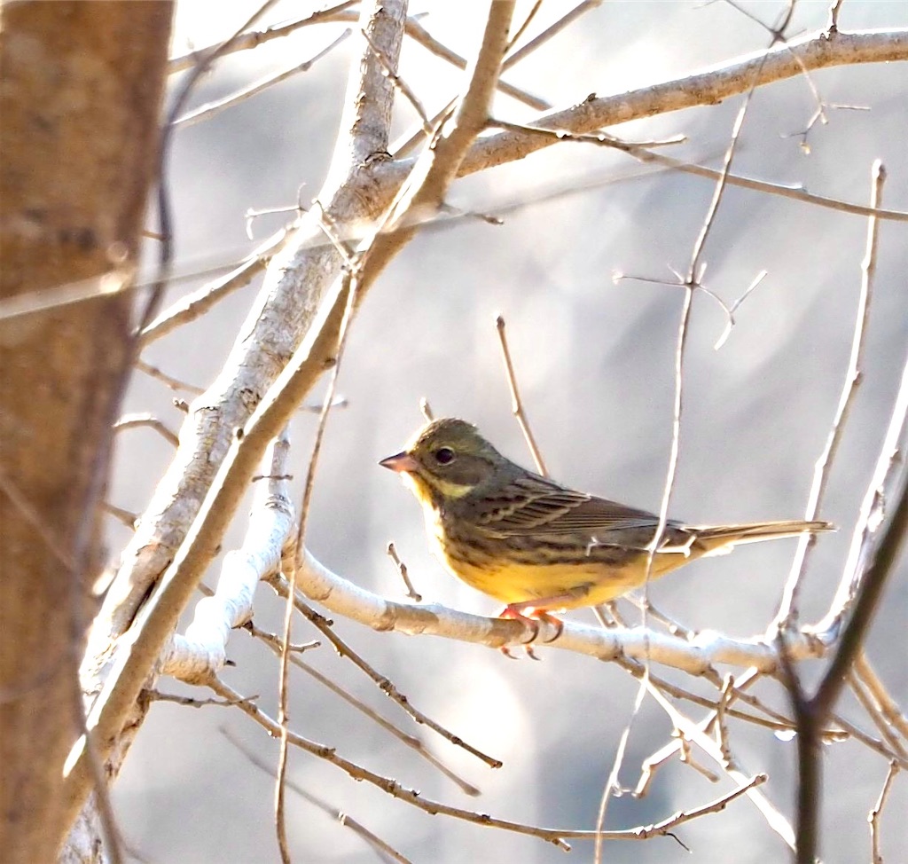 幸せの黄色い鳥（2023/1/9今朝の一枚） - 土佐の高知の”ロッピコポン酢