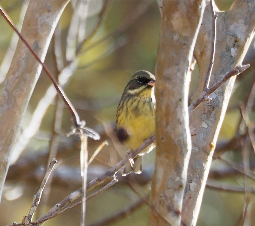 幸せの黄色い鳥（2023/1/9今朝の一枚） - 土佐の高知の”ロッピコポン酢