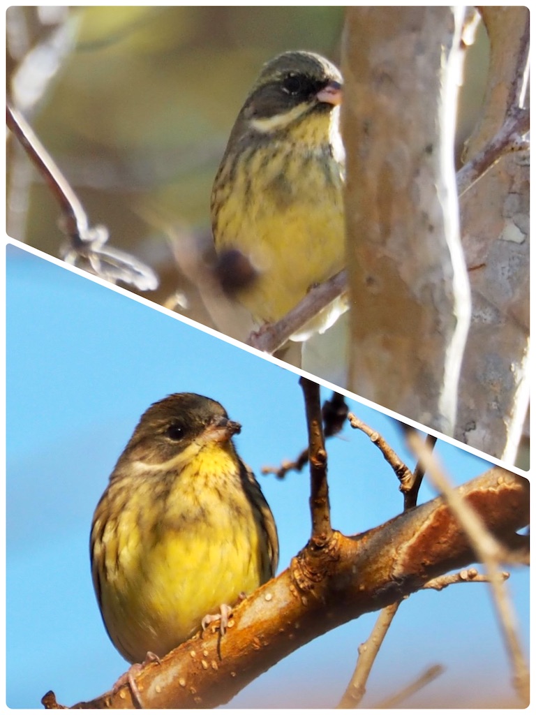 幸せの黄色い鳥（2023/1/9今朝の一枚） - 土佐の高知の”ロッピコポン酢