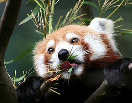 f:id:ropross:20090619151058p:image