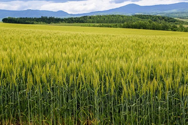 f:id:ropross:20160625120205j:plain