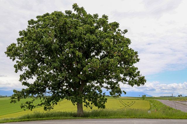 f:id:ropross:20160625120207j:plain