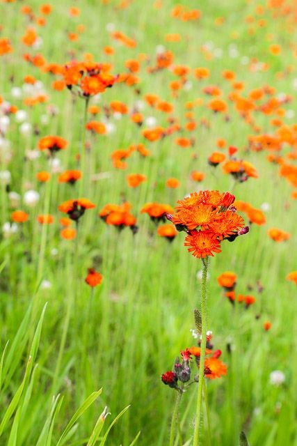 f:id:ropross:20160625120221j:plain