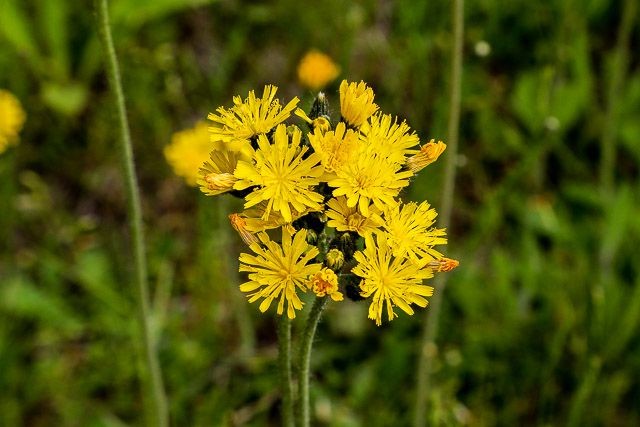 f:id:ropross:20160625120223j:plain