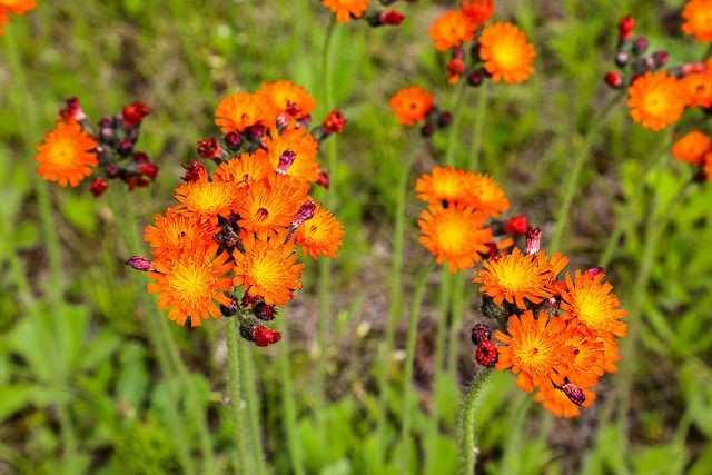 f:id:ropross:20160625120224j:plain