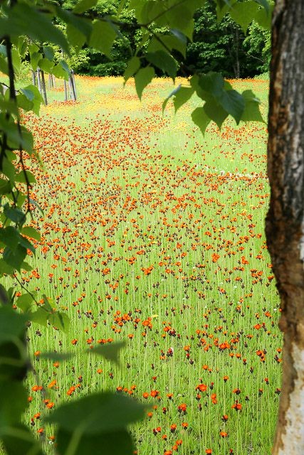 f:id:ropross:20160625120225j:plain