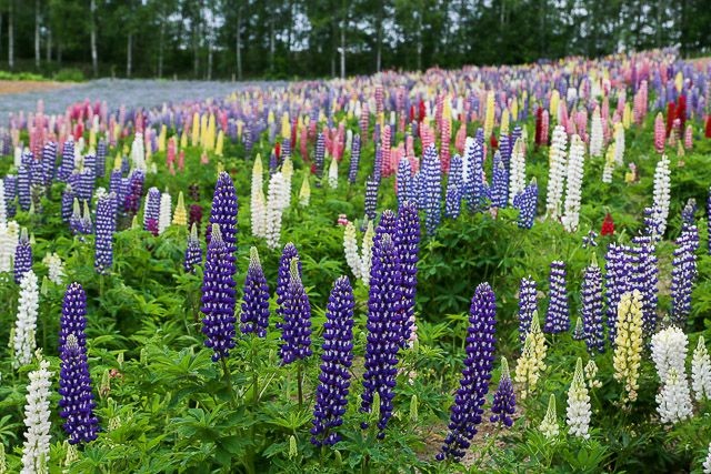 f:id:ropross:20160625120231j:plain