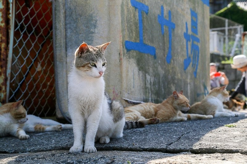 f:id:ropross:20160703175440j:plain