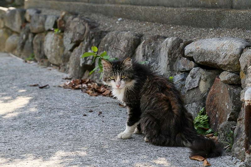 f:id:ropross:20160703175447j:plain