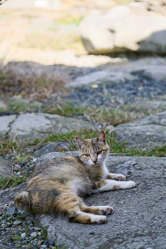 f:id:ropross:20160703175449j:plain