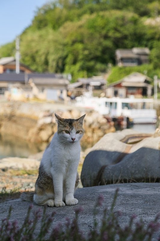 f:id:ropross:20160703175451j:plain