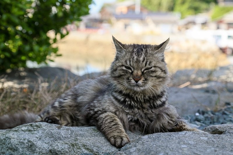 f:id:ropross:20160703175453j:plain