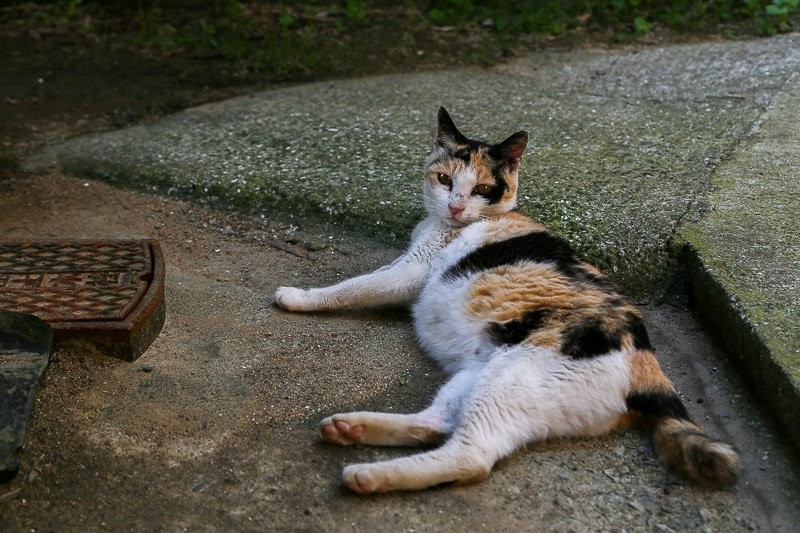 f:id:ropross:20160703175454j:plain