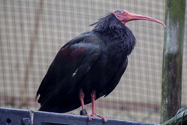 f:id:ropross:20160718124747j:plain