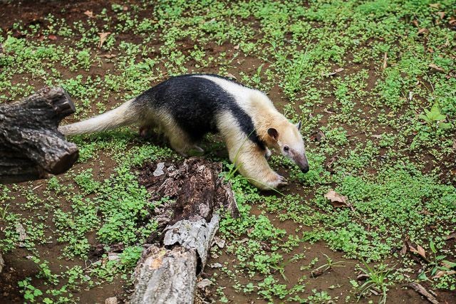 f:id:ropross:20160718124802j:plain