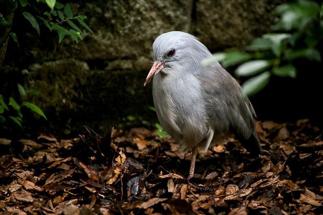 f:id:ropross:20160718124803j:plain